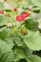 Fragaria (Aardbei) - afbeelding 32