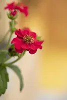 Fragaria (Aardbei) - afbeelding 33
