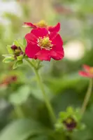 Fragaria (Aardbei) - afbeelding 34