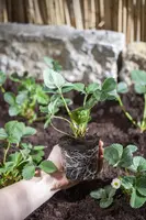 Fragaria (Aardbei) - afbeelding 2