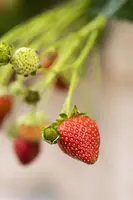 Fragaria (Aardbei) - afbeelding 22