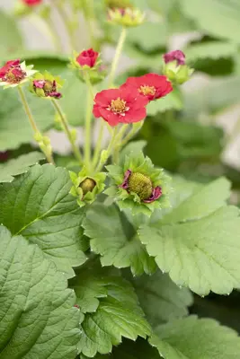 Fragaria (Aardbei) - afbeelding 32