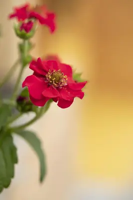Fragaria (Aardbei) - afbeelding 33