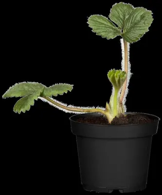 Fragaria (Aardbei) - afbeelding 10