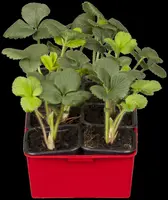 Fragaria (Aardbei) - afbeelding 6