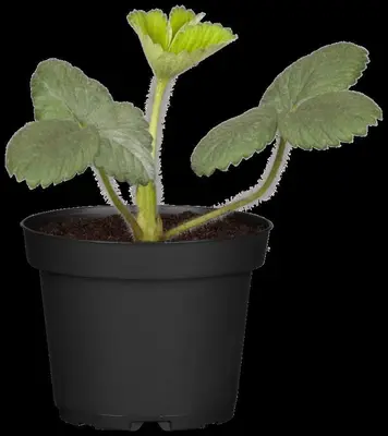 Fragaria (Aardbei) - afbeelding 14