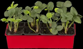 Fragaria (Aardbei) - afbeelding 7