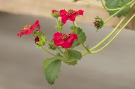 Fragaria (Aardbei) - afbeelding 31