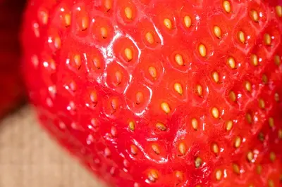 Fragaria (Aardbei) - afbeelding 35