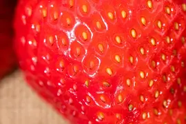 Fragaria (Aardbei) - afbeelding 35