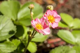 Fragaria (Aardbei) - afbeelding 15