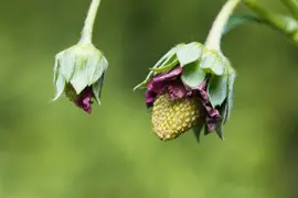 Fragaria (Aardbei) - afbeelding 16