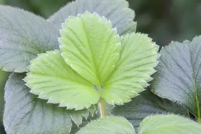 Fragaria (Aardbei) - afbeelding 18