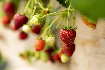 Fragaria (Aardbei) - afbeelding 20