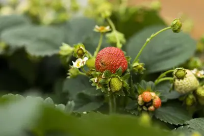 Fragaria (Aardbei) - afbeelding 21