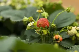 Fragaria (Aardbei) - afbeelding 21