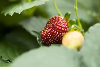 Fragaria (Aardbei) - afbeelding 23