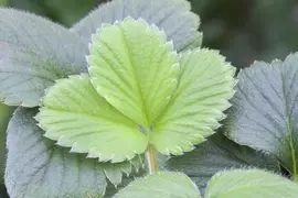 Fragaria (Aardbei) - afbeelding 18