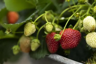 Fragaria (Aardbei) - afbeelding 19