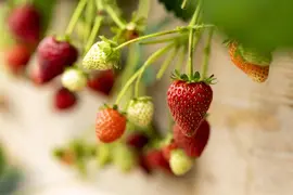 Fragaria (Aardbei) - afbeelding 20