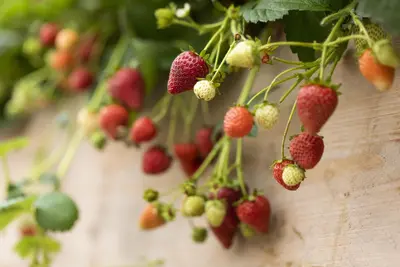Fragaria (Aardbei) - afbeelding 25