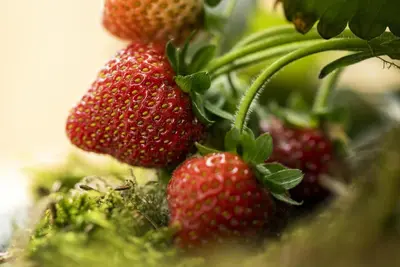 Fragaria (Aardbei) - afbeelding 26