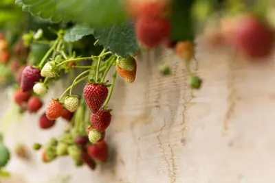 Fragaria (Aardbei) - afbeelding 27