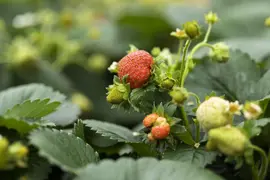 Fragaria (Aardbei) - afbeelding 28