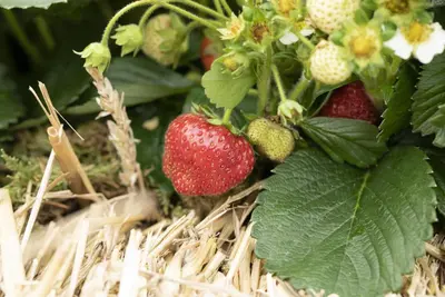 Fragaria (Aardbei) - afbeelding 29