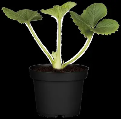 Fragaria (Aardbei) - afbeelding 13