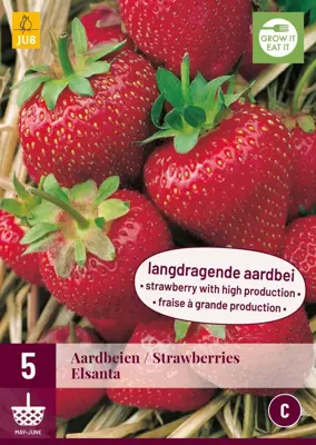 Fragaria elsanta 5 stuks - afbeelding 1