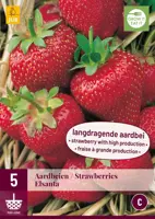 Fragaria elsanta 5 stuks - afbeelding 1
