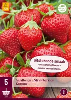 Fragaria korona 5 stuks - afbeelding 1