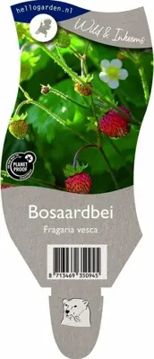 Fragaria vesca (Bosaardbei) - afbeelding 1