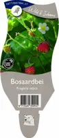 Fragaria vesca (Bosaardbei) kopen?