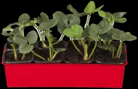Fragaria vesca 'Korona'(s) (Bosaardbei 'Korona') - afbeelding 4