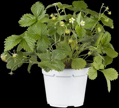 Fragaria vesca 'Korona'(s) (Bosaardbei 'Korona') - afbeelding 1