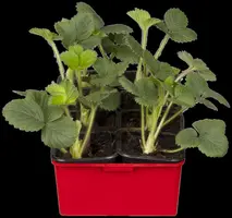 Fragaria vesca 'Korona'(s) (Bosaardbei 'Korona') - afbeelding 3