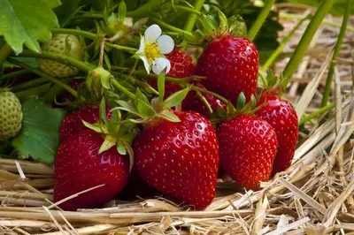 Fragaria vesca var. semperflorens 'Ostara' (Bosaardbei 'Ostara') - afbeelding 1