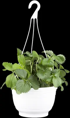 Fragaria x ananassa (Aardbei) - afbeelding 5