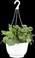 Fragaria x ananassa (Aardbei) - afbeelding 5