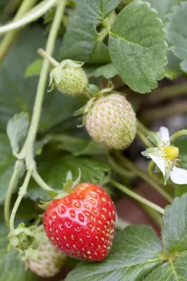 Fragaria x ananassa (Aardbei) - afbeelding 2