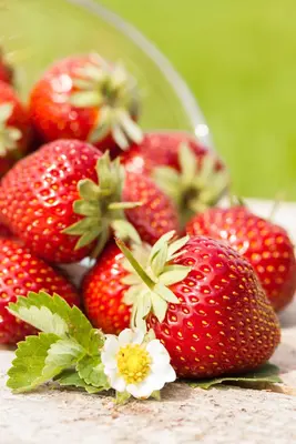 Fragaria x ananassa (Aardbei) - afbeelding 30