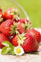 Fragaria x ananassa (Aardbei) - afbeelding 30