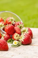 Fragaria x ananassa (Aardbei) - afbeelding 32