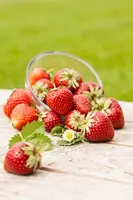 Fragaria x ananassa (Aardbei) - afbeelding 33
