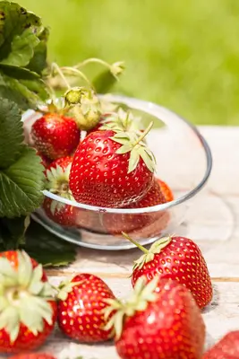 Fragaria x ananassa (Aardbei) - afbeelding 36