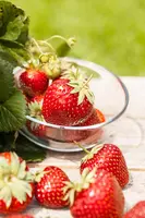 Fragaria x ananassa (Aardbei) - afbeelding 36