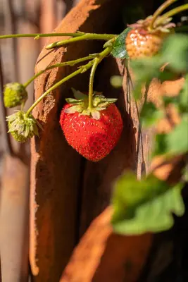 Fragaria x ananassa (Aardbei) - afbeelding 48