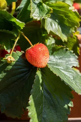 Fragaria x ananassa (Aardbei) - afbeelding 50
